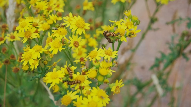 黄色い花を ⁇ かせる植物の昆虫のクローズアップ