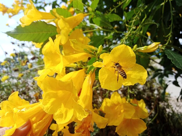 Close-up of insect on yellow flowering plant