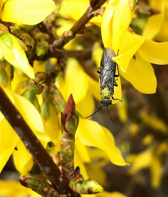 Close-up of insect on yellow flowers