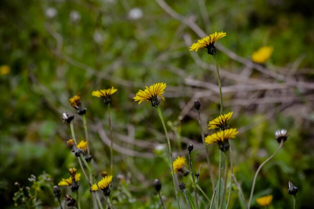 Close-up of insect on yellow flowers