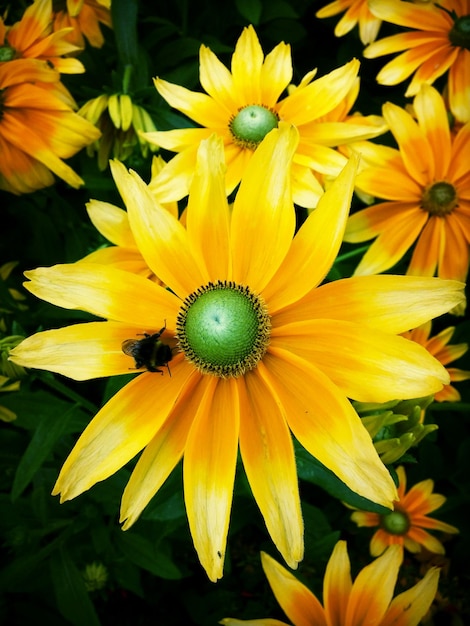 Close-up of insect of yellow flowers