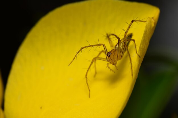 Close-up of insect on yellow leaf