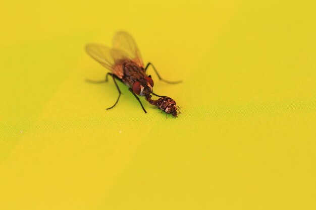 Close-up of insect on yellow leaf