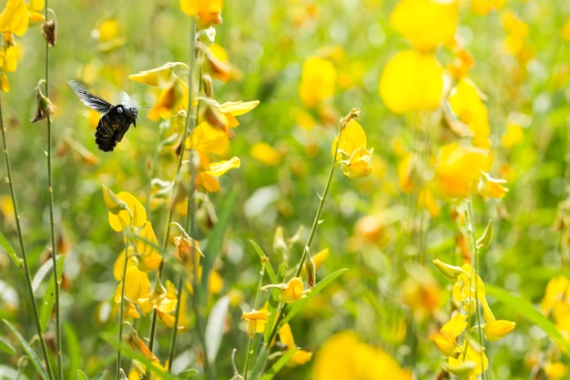 Photo close-up of insect on yellow plant