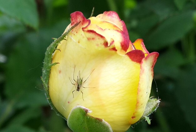 Prossimo piano di un insetto su una rosa gialla