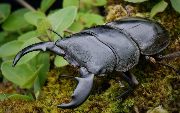 Photo close-up of insect