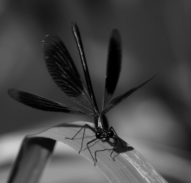 Photo close-up of insect