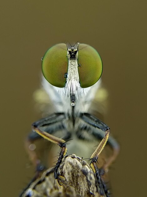 Photo close-up of insect