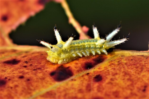 Close-up of insect