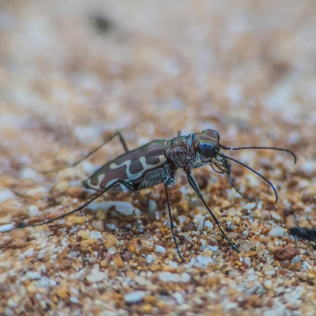 Close-up of insect