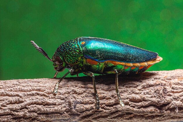 Photo close-up of insect