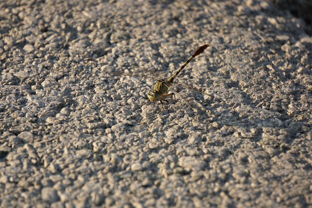 Photo close-up of insect