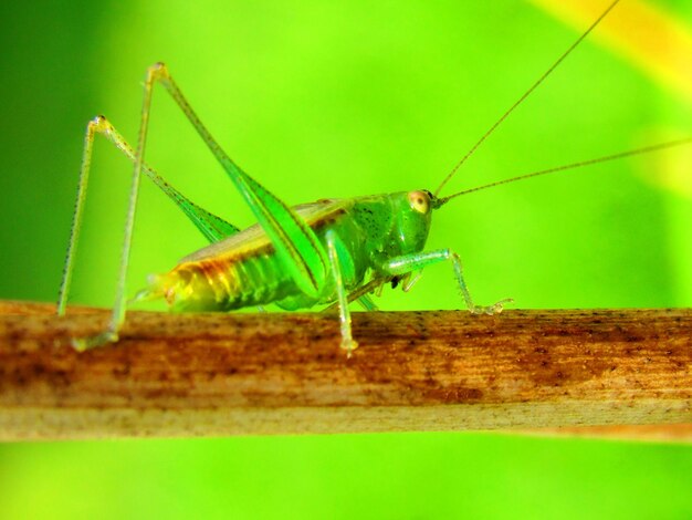 Close-up of insect