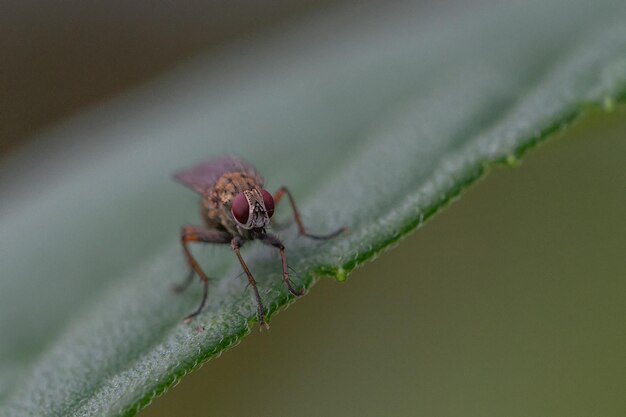 Close-up of insect