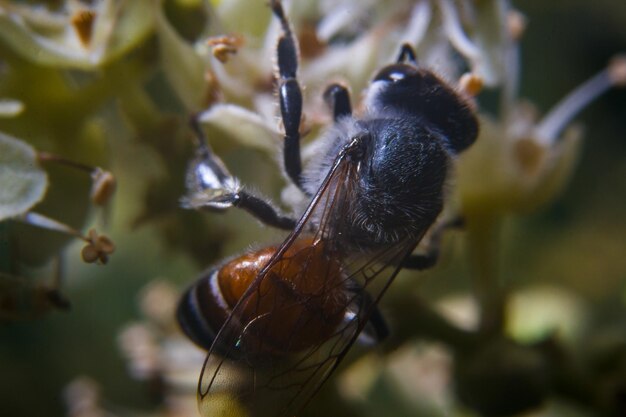 Photo close-up of insect