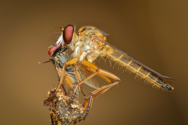 Close-up of insect