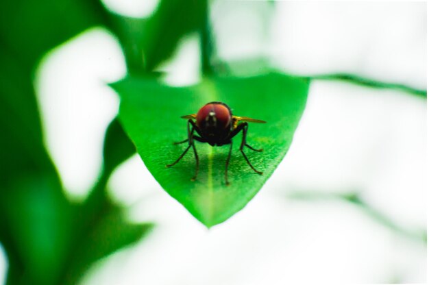 Photo close-up of insect