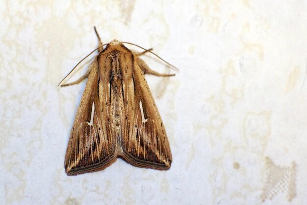 Photo close-up of insect