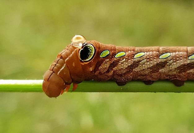 昆虫のクローズアップ