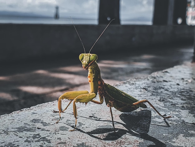 Photo close-up of insect