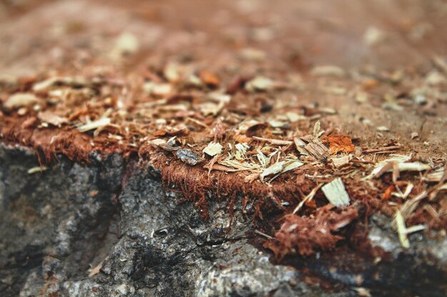 Photo close-up of insect