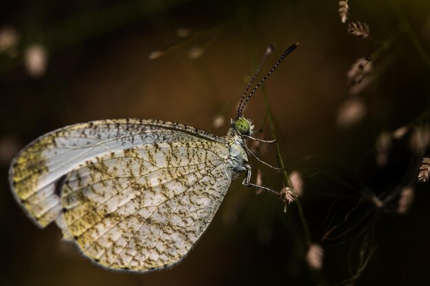 Photo close-up of insect