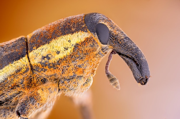 Photo close-up of insect