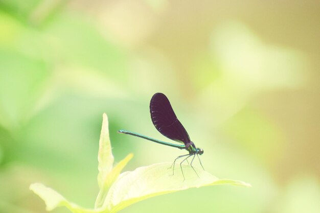 Close-up of insect