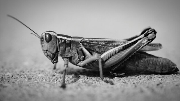 Photo close-up of insect