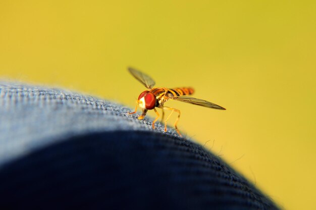 Photo close-up of insect