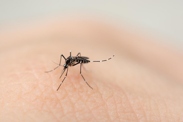 Photo close-up of insect