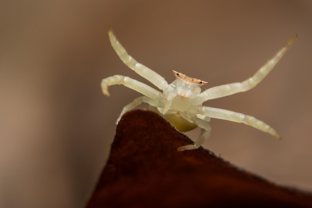 Photo close-up of insect