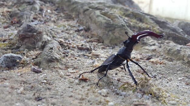 Photo close-up of insect