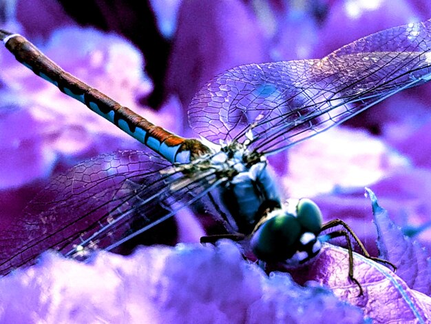 Close-up of insect