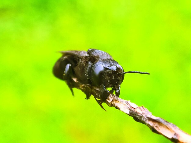 Close-up of insect