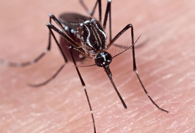 Photo close-up of insect