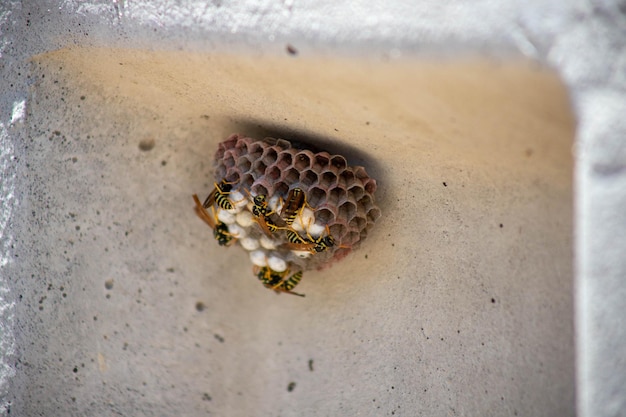 Photo close-up of insect