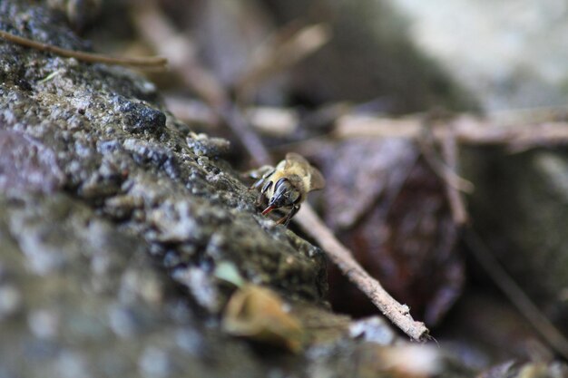 Photo close-up of insect