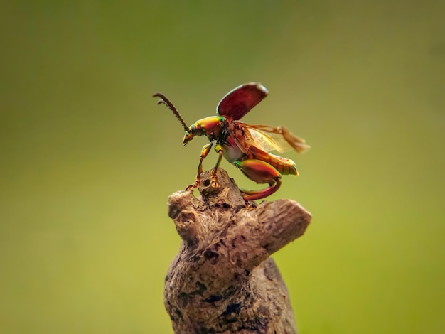 Photo close-up of insect