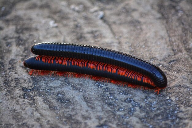 Photo close-up of insect