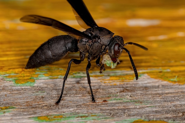 Close-up of insect