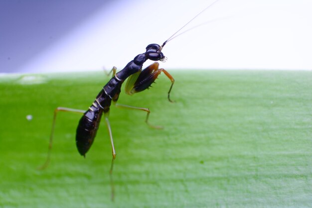 Photo close-up of insect