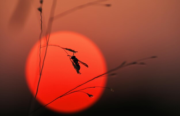 Close-up of insect