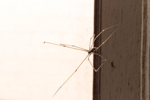 Photo close-up of insect