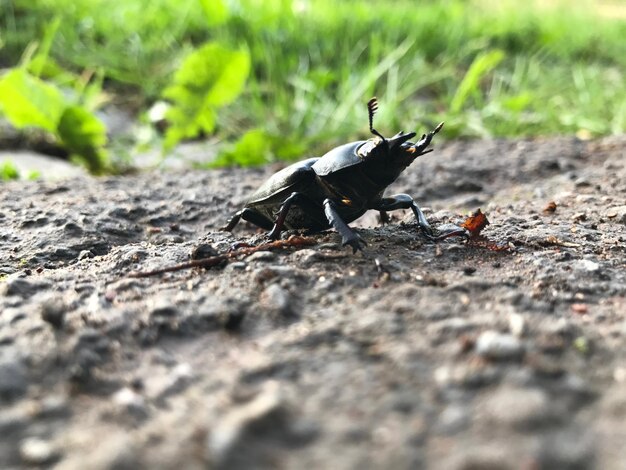 Photo close-up of insect