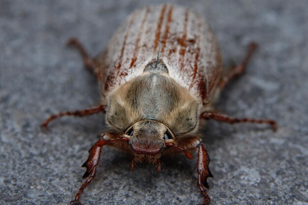 Close-up of insect