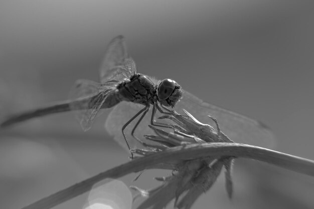 Photo close-up of insect