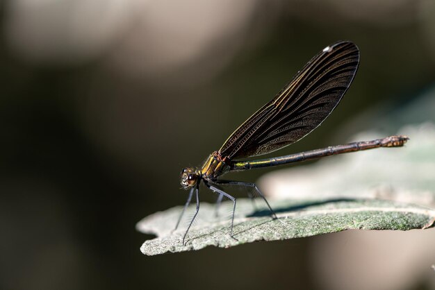 Photo close-up of insect