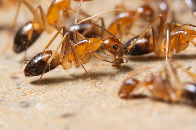 Close-up of insect