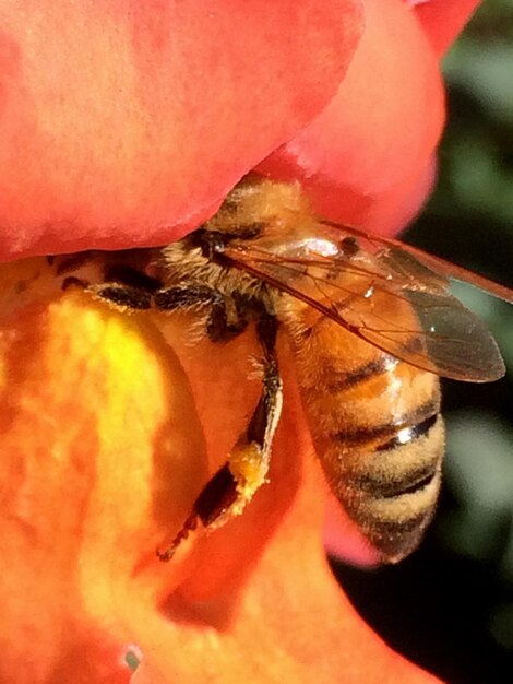 Close-up of insect